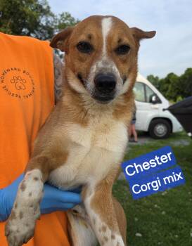 Chester -  Corgi Dog for Adoption in Wheelersburg, Ohio - Chester | PetCurious