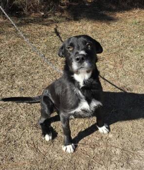 Labrador Retriever Dogs Available for Adoption - Shakespeare  | PetCurious