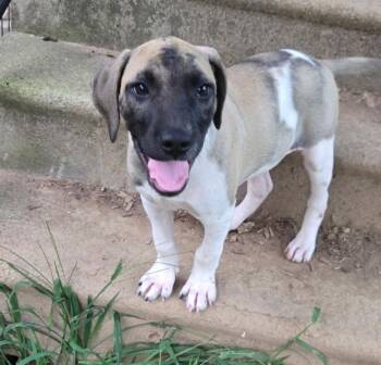 Dunn Dancer -  Mastiff and Black Mouth Cur Dog for Adoption in Andover, Massachusetts - Dunn Dancer | PetCurious