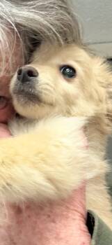 Pomapoo and Pomeranian Dogs Available for Adoption - Frankie | PetCurious