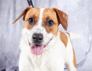 Mixed Breed Dogs Available for Adoption in West Chester, Pennsylvania - Pickles FKA Kelso | PetCurious
