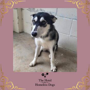 Lumi -  Hound and Terrier Dog for Adoption in Cumberland, Rhode Island - Lumi | PetCurious