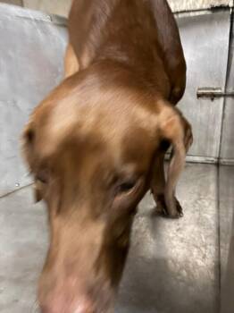 Fona -  Labrador Retriever Dog for Adoption in Mobile, Alabama - Fona | PetCurious