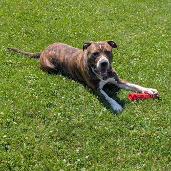 191173 Capone -  Pit Bull Terrier Dog for Adoption in Ravenna, Ohio - 191173 Capone | PetCurious