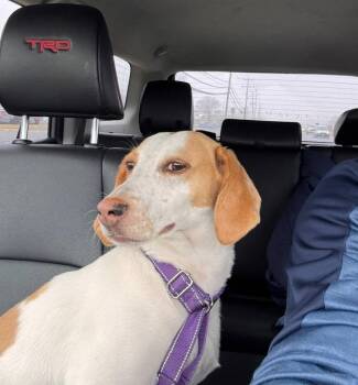Hound Dogs Available for Adoption in Herndon, Virginia - Trixie | PetCurious
