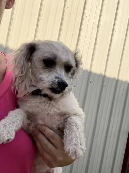 Daisy -  Shih Tzu and Poodle Dog for Adoption in Waterloo, Illinois - Daisy | PetCurious