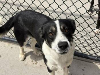 Australian Cattle Dog Blue Heeler Dogs Available for Adoption in Tulsa, Oklahoma - NEPTUNE | PetCurious