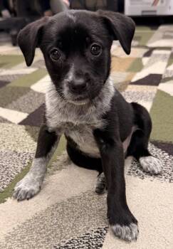 Bonnie -  Labrador Retriever and Border Collie Dog for Adoption in Oxford, Michigan - Bonnie | PetCurious