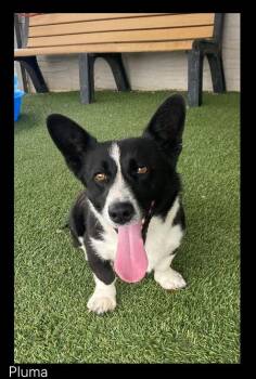 Pluma -  Corgi Dog for Adoption in Chino Valley, Arizona - Pluma | PetCurious