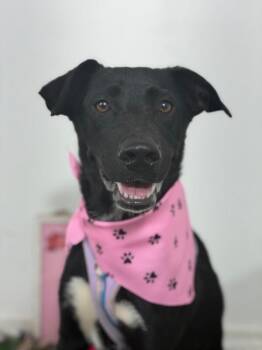 Greta-One of our Amazing Rescue Dogs -  Black Labrador Retriever and Australian Kelpie Dog for Adoption in Carlsbad, California - Greta-One Of Our Amazing Rescue Dogs | PetCurious