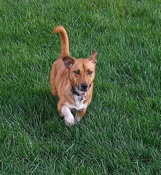 Corgi Dogs Available for Adoption in Powell, Ohio - Gracie Lou Freebush | PetCurious
