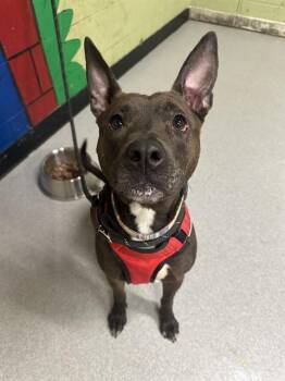 Pit Bull Terrier Dogs Available for Adoption in Indianapolis, Indiana - TINY | PetCurious