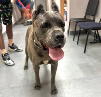 Cane Corso Dogs Available for Adoption in San Bernardino, California - PETUNIA | PetCurious