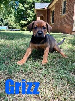 Grizz/Wesley -  Boxer Dog for Adoption in Rutherfordton, North Carolina - Grizz/Wesley | PetCurious