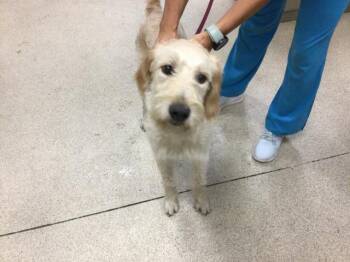 Rescue Standard Poodle and Labrador Retriever Dogs for Adoption in Sebec, Maine - CHLOE | PetCurious