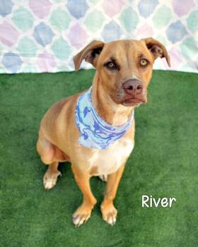 Rescue Labrador Retriever and Pit Bull Terrier Dogs for Adoption in Gautier, Mississippi - River | PetCurious