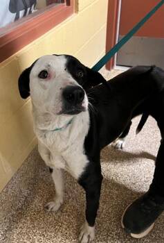 YINGYANG -  Pit Bull Terrier and Mixed Breed Dog Available for Adoption in Blythe, California - YINGYANG | PetCurious