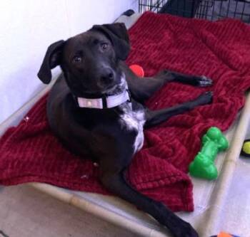 Retriever and Mixed Breed Dogs Available for Adoption in Morristown, New Jersey - Lady | PetCurious