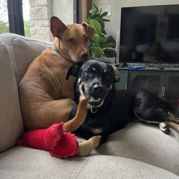 Shepherd and Mixed Breed Dogs Available for Adoption in San Antonio, Texas - Wendy | PetCurious