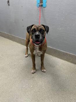 Rescue Boxer Dogs for Adoption in Las Vegas, Nevada - RILEY | PetCurious