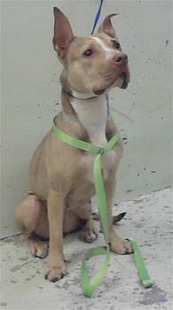 Staffordshire Bull Terrier and Mixed Breed Dogs Available for Adoption - MELANY | PetCurious