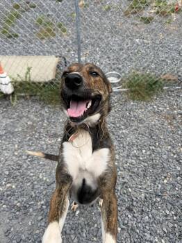 Lucy (3yo, 35Ibs) -  Hound and Shepherd Dog for Adoption in Hinton, West Virginia - Lucy (3yo, 35Ibs) | PetCurious