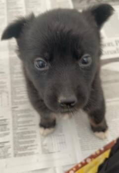 Brea Garrett -  Shepherd and Husky Dog for Adoption in Winnipeg, Manitoba - Brea Garrett | PetCurious