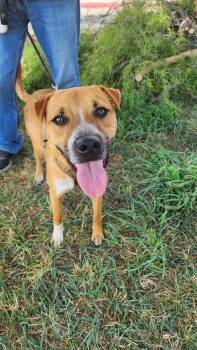 Rescue Mixed Breed Dogs for Adoption in Puyallup, Washington - Valentin | PetCurious