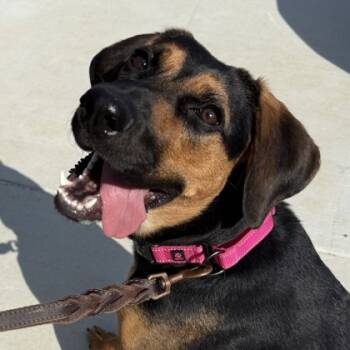 Rescue Hound and Mixed Breed Dogs for Adoption in Elk Grove Village, Illinois - Faye | PetCurious