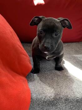 Trinity -  Dachshund Dog for Adoption in Center Square, Pennsylvania - Trinity | PetCurious