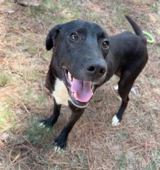 Jay -  Labrador Retriever Dog for Adoption in Little Rock, Arkansas - Jay | PetCurious