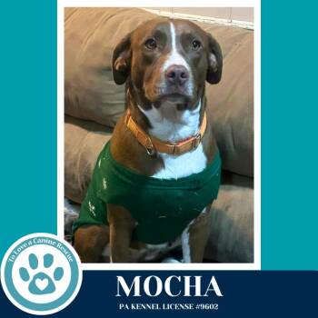 Pit Bull Terrier Dogs Available for Adoption in Kimberton, Pennsylvania - Mocha 041126 | PetCurious