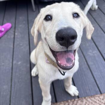 Liberty -  Labrador Retriever and Great Pyrenees Dog for Adoption in Columbia, Maryland - Liberty | PetCurious