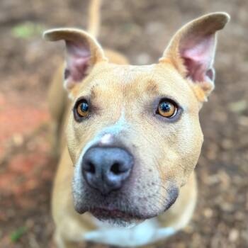 Rescue Mixed Breed Dogs for Adoption in Decatur, Georgia - Sweet Cheeks (I Have A Secret Crush!) | PetCurious