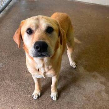 Butters -  Labrador Retriever Dog for Adoption in Bethel, Connecticut - Butters | PetCurious