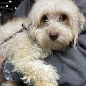 Havanese Dogs Available for Adoption - Wedge  | PetCurious