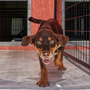 Vanessa -  Mixed Breed Dog for Adoption in Bradenton, Florida - Vanessa | PetCurious