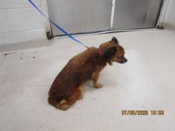 (205) -  Cavalier King Charles Spaniel Dog for Adoption in Marietta, Georgia - (205) | PetCurious