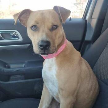 Pit Bull Terrier and Labrador Retriever Dogs Available for Adoption - Daisy | PetCurious