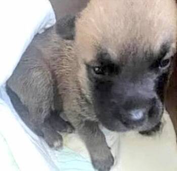 German Shepherd Dog and Mixed Breed Dogs Available for Adoption - A651231 | PetCurious