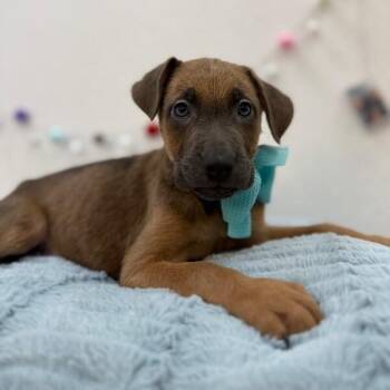 Labrador Retriever and Shepherd Dogs Available for Adoption in Friendswood, Texas - Monk DnD | PetCurious