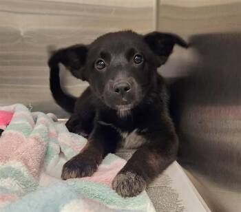LIP BALM -  Australian Cattle Dog Blue Heeler and Mixed Breed Dog for Adoption in St. Louis, Missouri - LIP BALM | PetCurious
