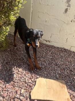Willy -  Rottweiler Dog for Adoption in Gilbert, Arizona - Willy | PetCurious