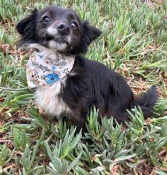Border Collie Dogs Available for Adoption in Bell Gardens, California - CATHY | PetCurious
