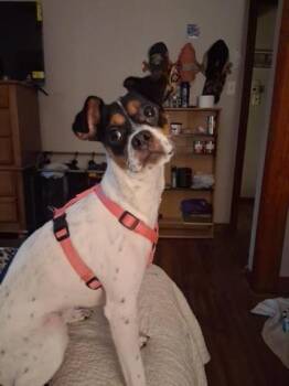 Willow -  Rat Terrier and Terrier Dog for Adoption in Liverpool, Texas - Willow | PetCurious