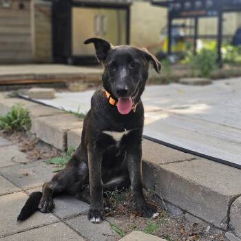 Koala the Shepherd Mix Puppy -  German Shepherd Dog and Husky Dog for Adoption in Muskego, Wisconsin - Koala The Shepherd Mix Puppy | PetCurious