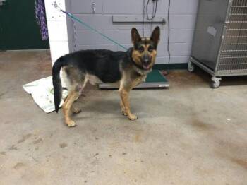 Rescue German Shepherd Dog Dogs for Adoption in Thousand Palms, California - A1860314 | PetCurious