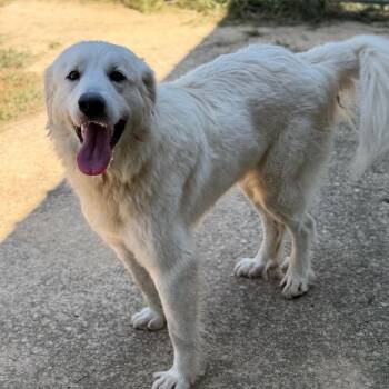 Hayden -  Great Pyrenees and None Dog for Adoption in Brownsboro, Alabama - Hayden | PetCurious