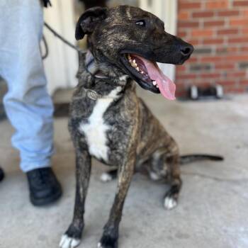 Jake -  Plott Hound and Mixed Breed Dog for Adoption in Okmulgee, Oklahoma - Jake | PetCurious