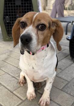 Beagle Dogs Available for Adoption - Blanche | PetCurious